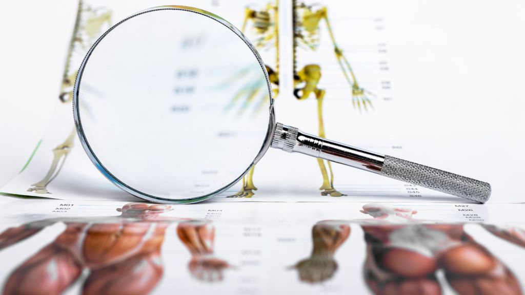 Vocabulaire-le-corps-humain