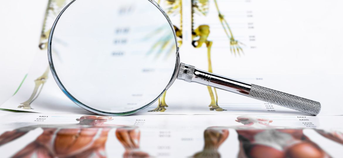 Vocabulaire-le-corps-humain