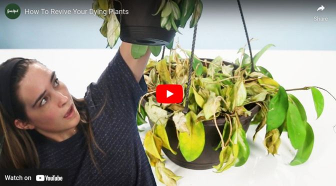 How to revive your dying plants