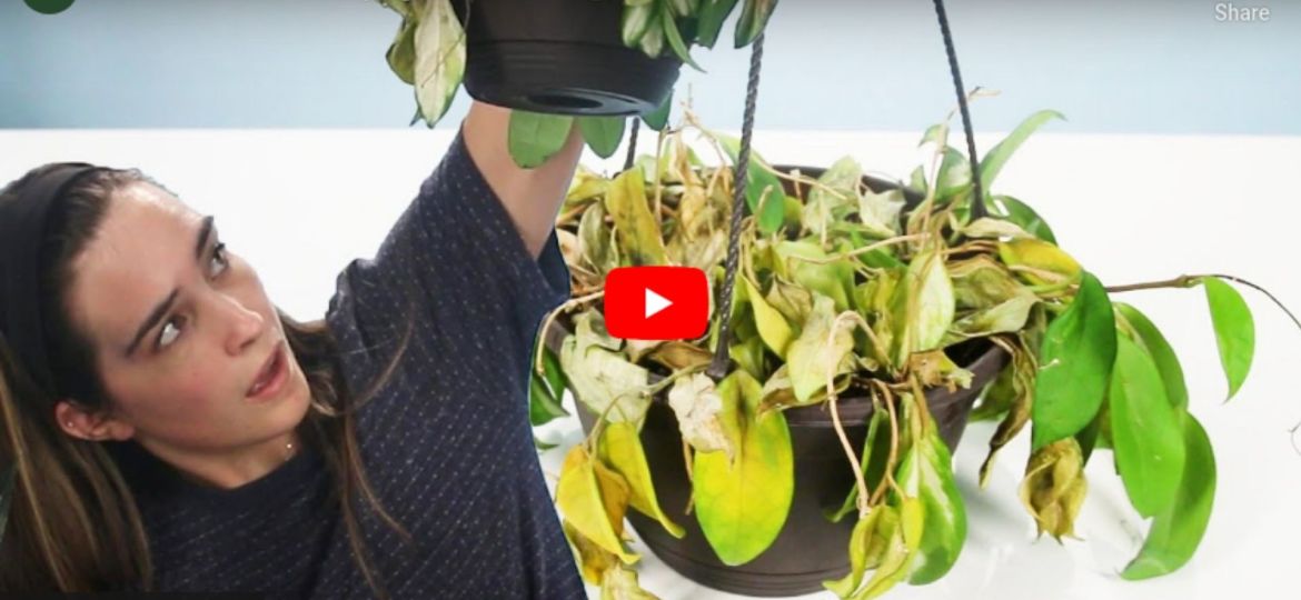 How to revive your dying plants