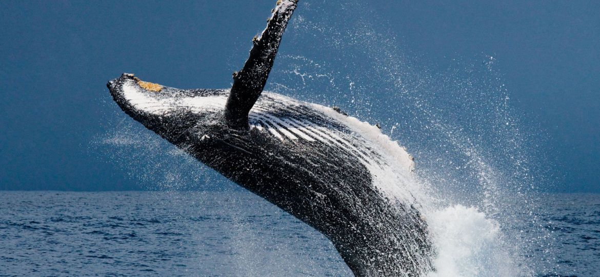 10 Unforgettable Wildlife Encounters Around the World