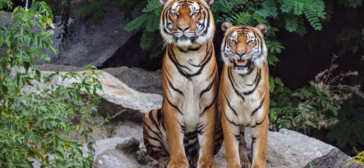 Discovery - Images - la jungle