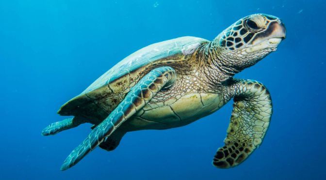 How satellites are mapping the future of turtle conservation