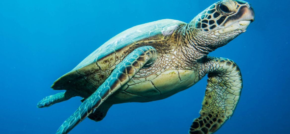 How satellites are mapping the future of turtle conservation