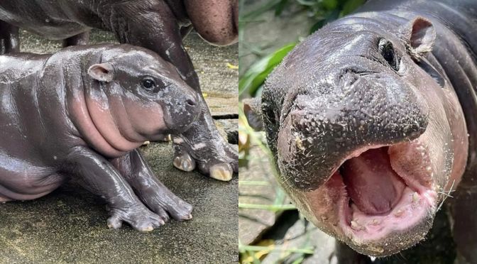 Moo Deng: The shrinking habitat of the world&rsquo;s most celebrated hippo