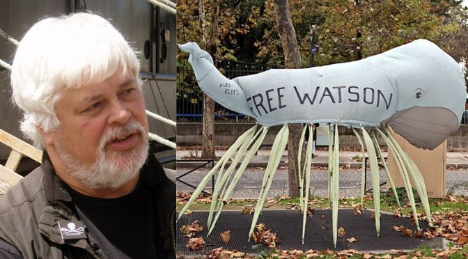 Anti-whaling activist Paul Watson is free