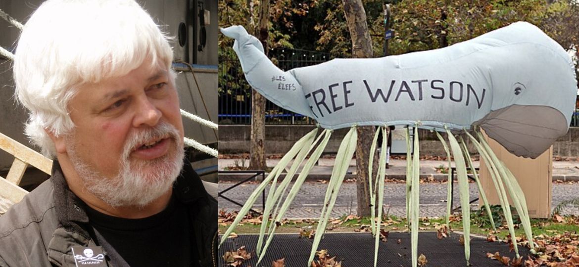 Paul Watson freed