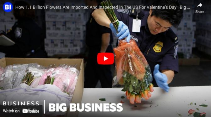 How 1.1 billion flowers are imported and inspected in the US for valentine&rsquo;s day