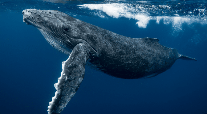 Kayaker was swallowed by a whale