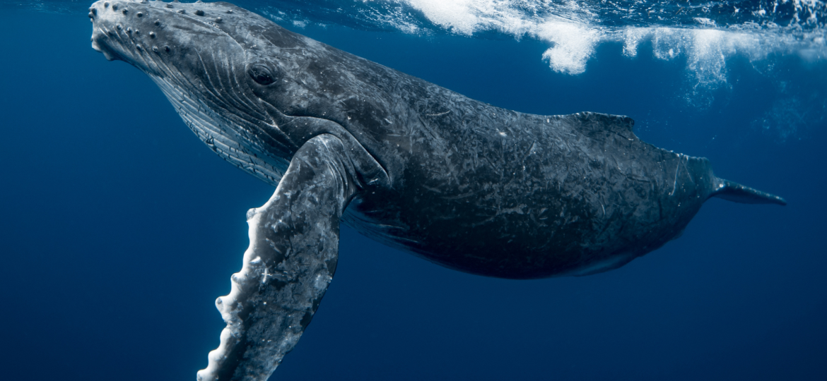 Swallowed by a Whale