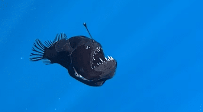 Rare black seadevil anglerfish spotted near Canary Islands