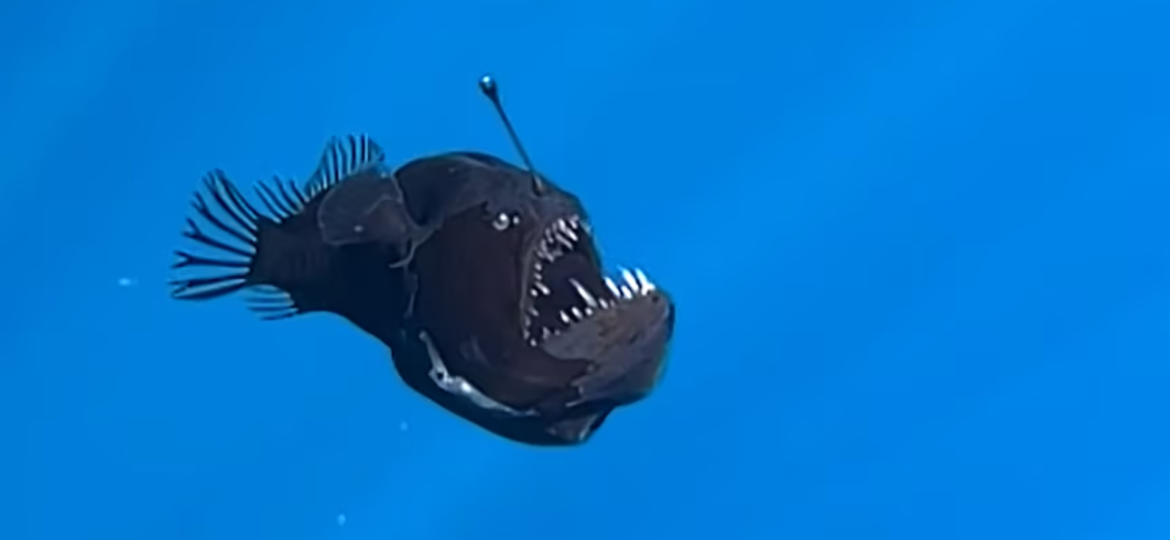 Rare black seadevil anglerfish spotted near Canary Islands