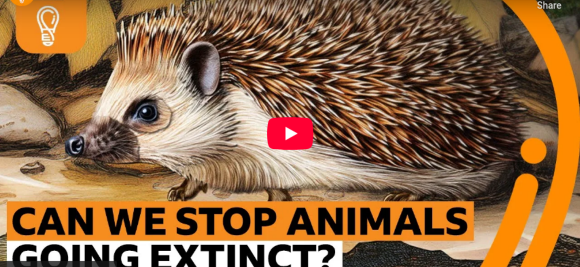 Is it too late to save endangered animals from extinction? | BBC Ideas