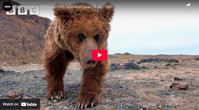 Rare sighting of the world’s loneliest bear