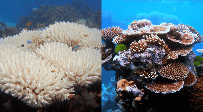 Heatwaves threaten Australia’s coral reefs