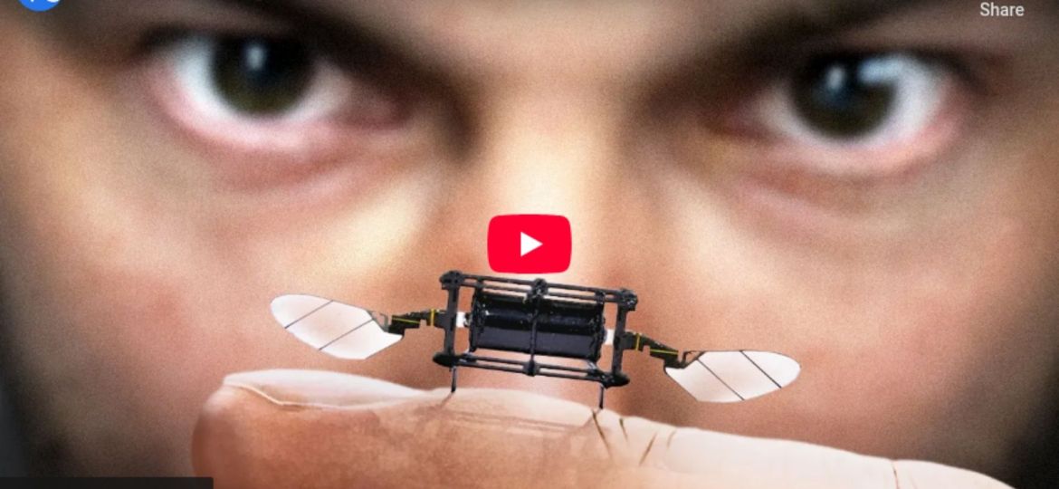 Why is MIT making robot insects