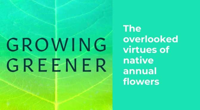 The overlooked virtues of native annual flowers