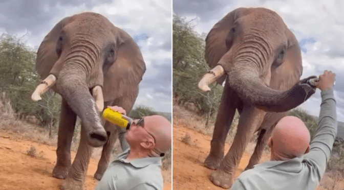 Kenya probes tourist video showing beer poured into elephant’s trunk