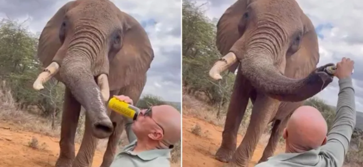 Kenya probes tourist video showing beer poured into elephant’s trunk