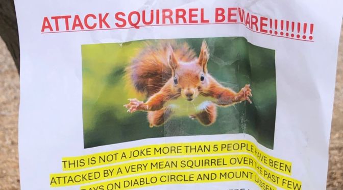 California neighborhood on alert after series of squirrel attacks