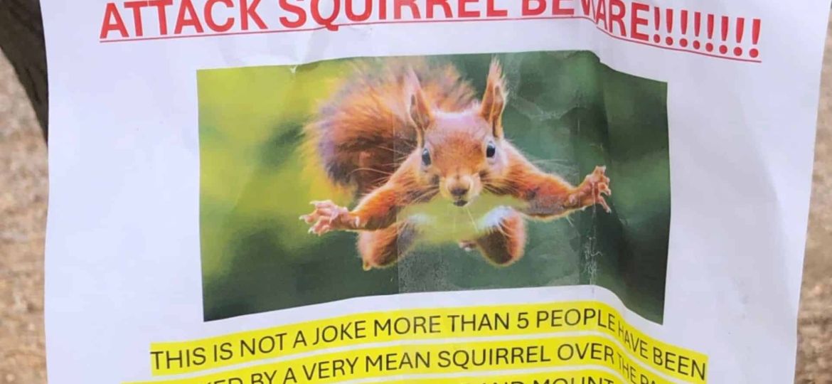 California neighborhood on alert after series of squirrel attacks