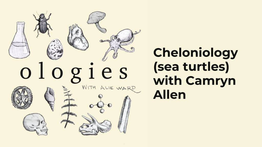 Cheloniology (SEA TURTLES) with Camryn Allen spotify