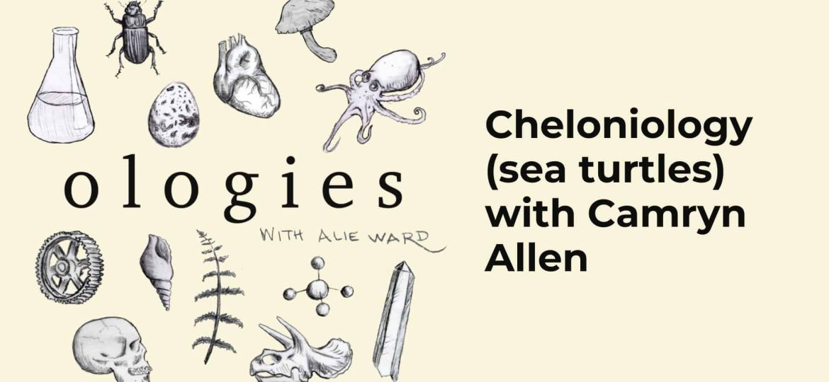 Cheloniology (SEA TURTLES) with Camryn Allen spotify
