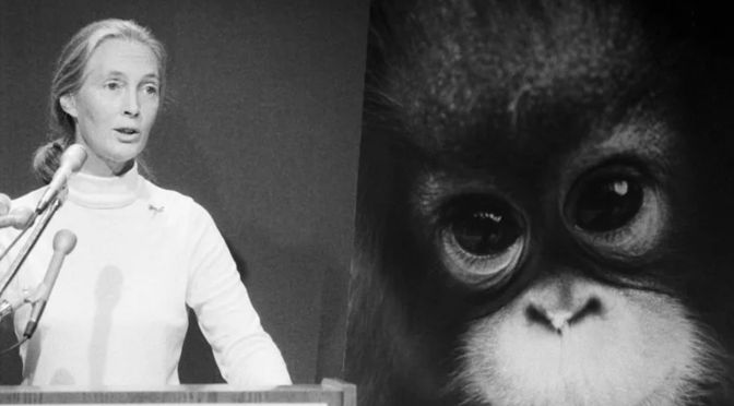 Jane Goodall: A life devoted to science and conservation