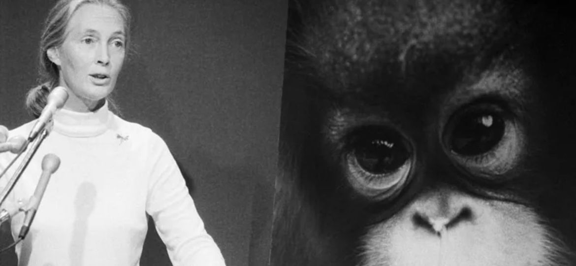 Jane Goodall A life devoted to science and conservation