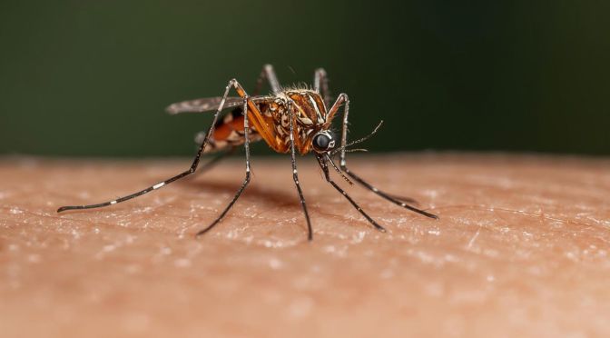 Mosquitoes found in Iceland for the first time