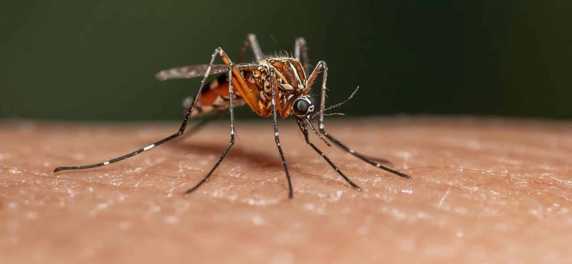 Mosquitoes Found in Iceland for the First Time