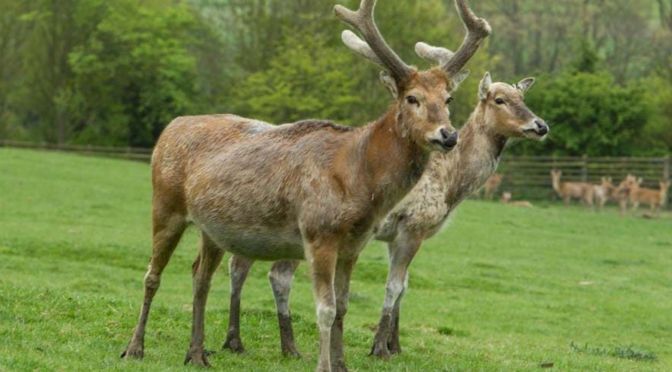 Pere David’s deer thrive again in China