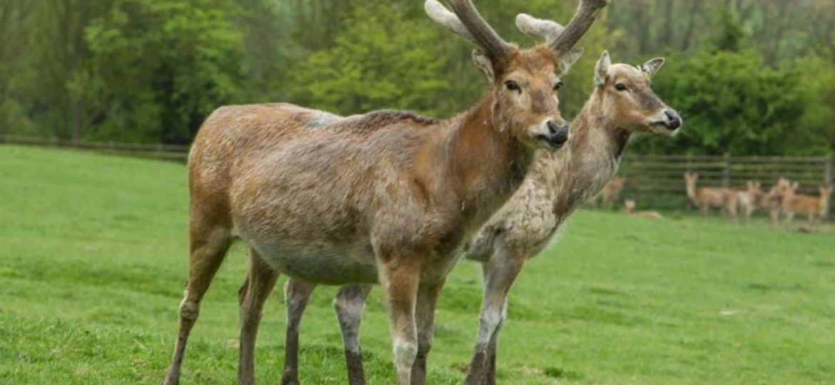 Pere David’s deer thrive again in China