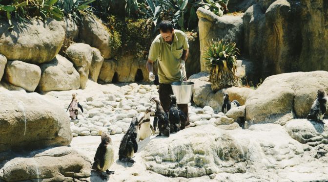 Exploring the Life of a Zookeeper