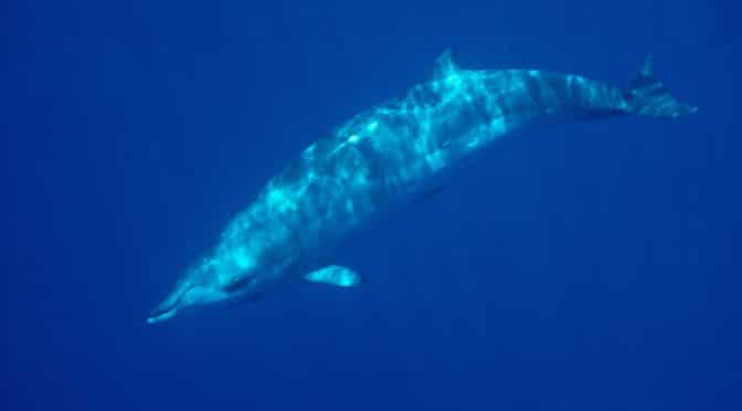 These rare whales had never been seen alive