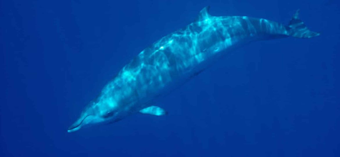 These rare whales had never been seen alive