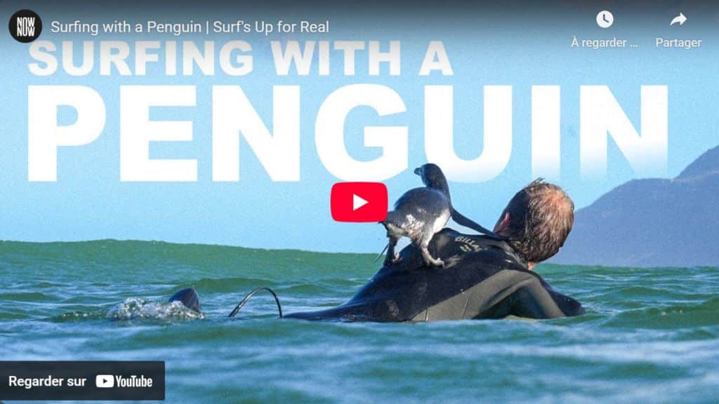 surfing with a penguin