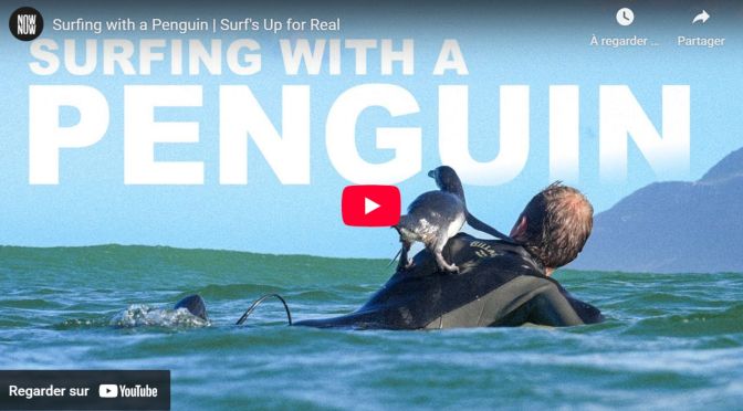 Surfing with a penguin