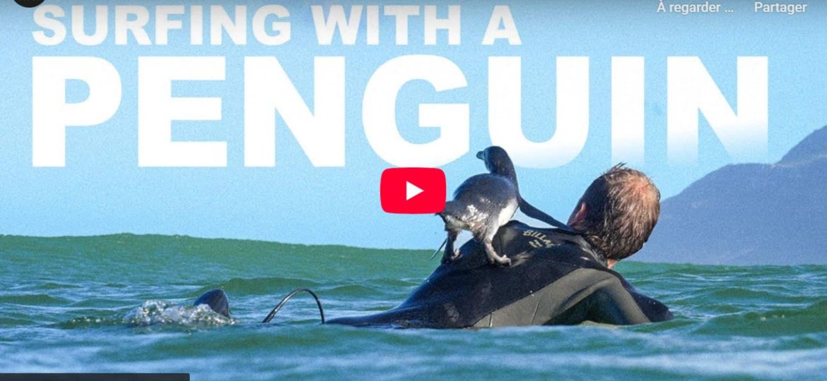 surfing with a penguin