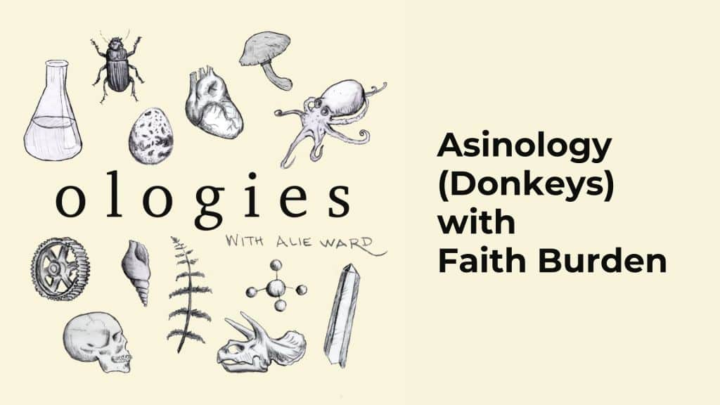 Asinology Donkeys