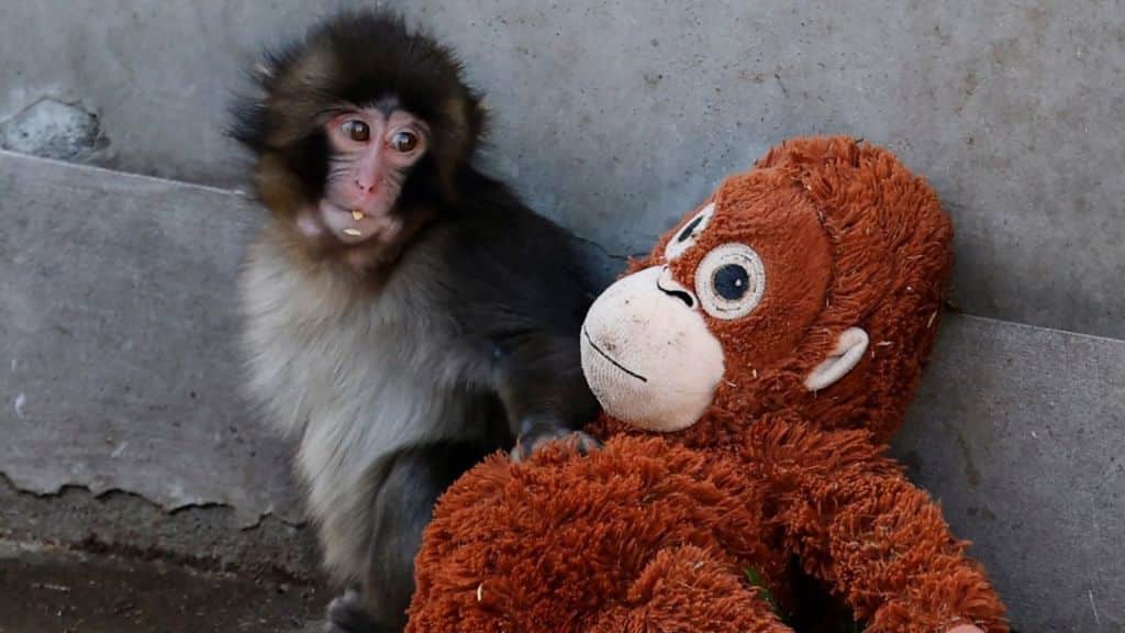 Abandoned baby monkey comforted by stuffed toy goes viral worldwide