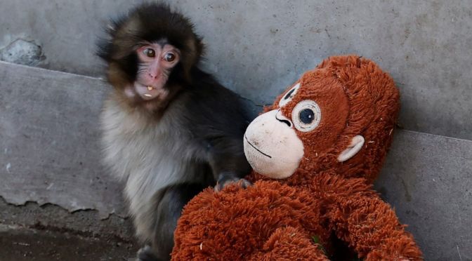 Abandoned baby monkey comforted by stuffed toy goes viral worldwide