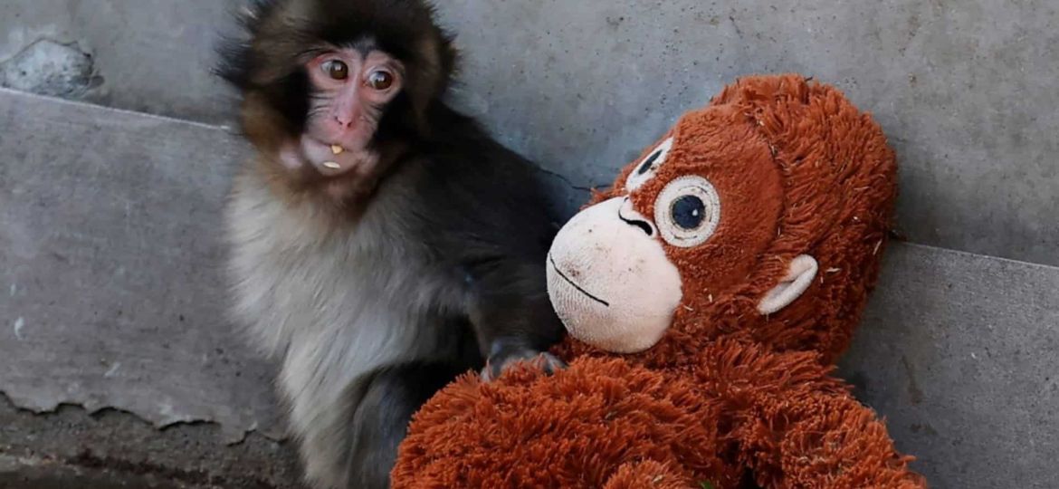 Abandoned baby monkey comforted by stuffed toy goes viral worldwide