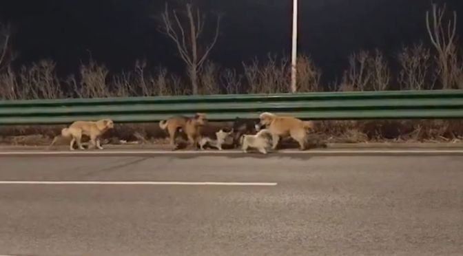Seven missing dogs in China go viral after walking 17 km home