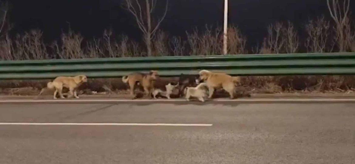 Seven missing dogs in China go viral after walking 17 km home