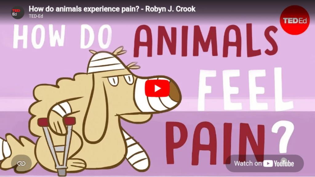 How do animals experience pain - Robyn J. Crook