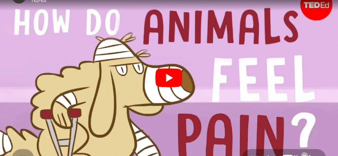 How do animals experience pain - Robyn J. Crook