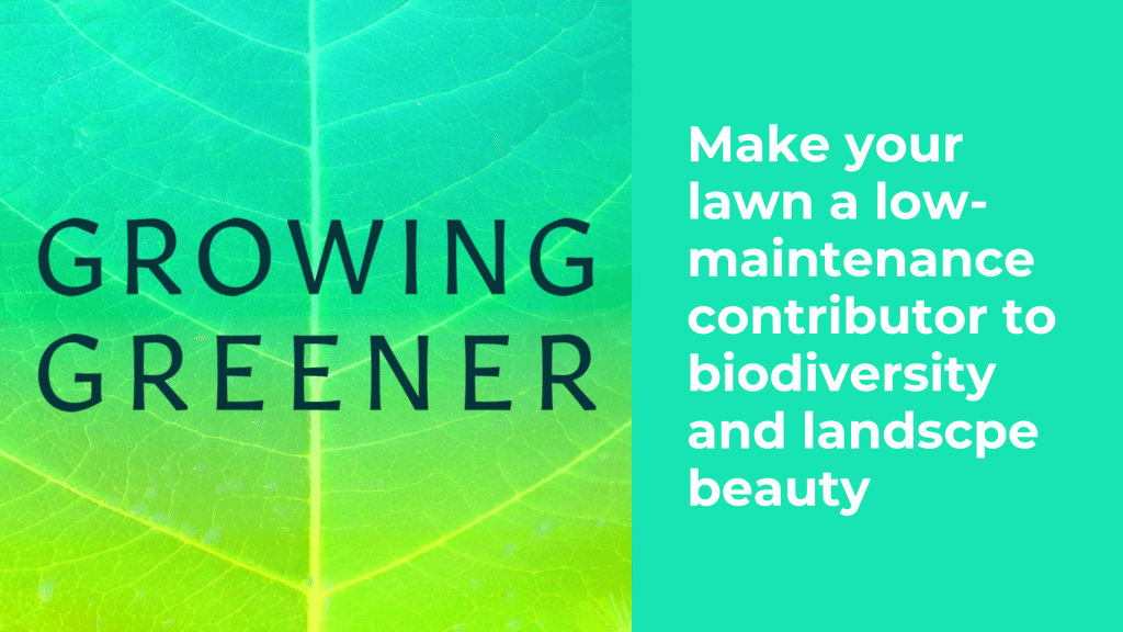 Make your lawn a low-maintenance contributor to biodiversity and landscpe beauty