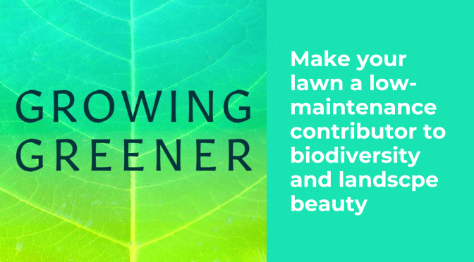 Make your lawn a low-maintenance contributor to biodiversity and landscpe beauty