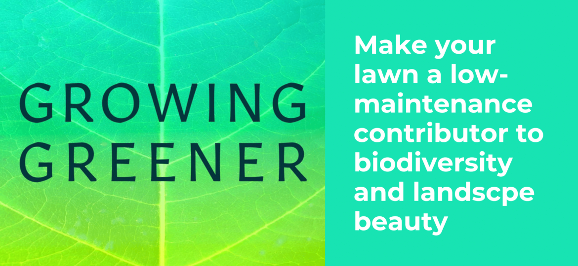 Make your lawn a low-maintenance contributor to biodiversity and landscpe beauty